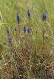 Veronica spicata. Цветущие растения в засушливых условиях. Ульяновская обл., Новомалыклинский р-н, дол. р. Бол. Авраль, среднее течение, остепнённый береговой склон. 23.06.2019.