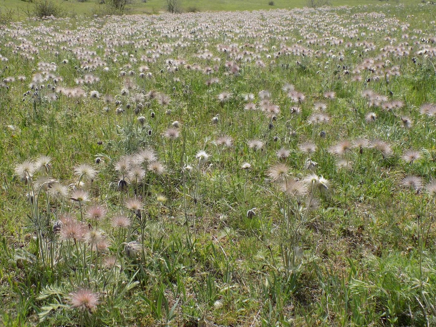 Изображение особи род Pulsatilla.