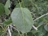 Populus × canescens