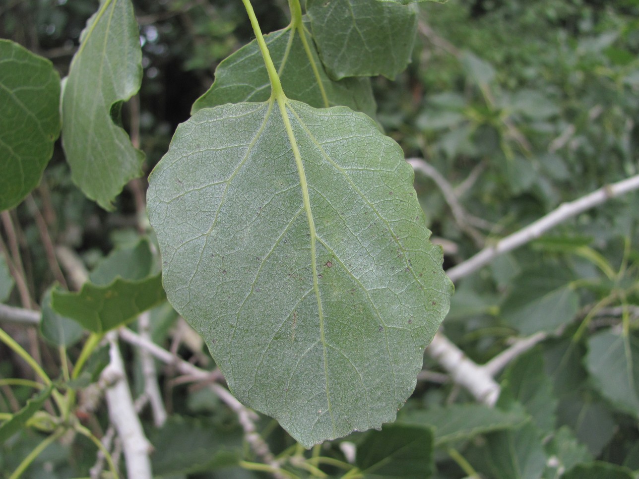 Image of Populus × canescens specimen.