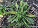 Cichorium intybus