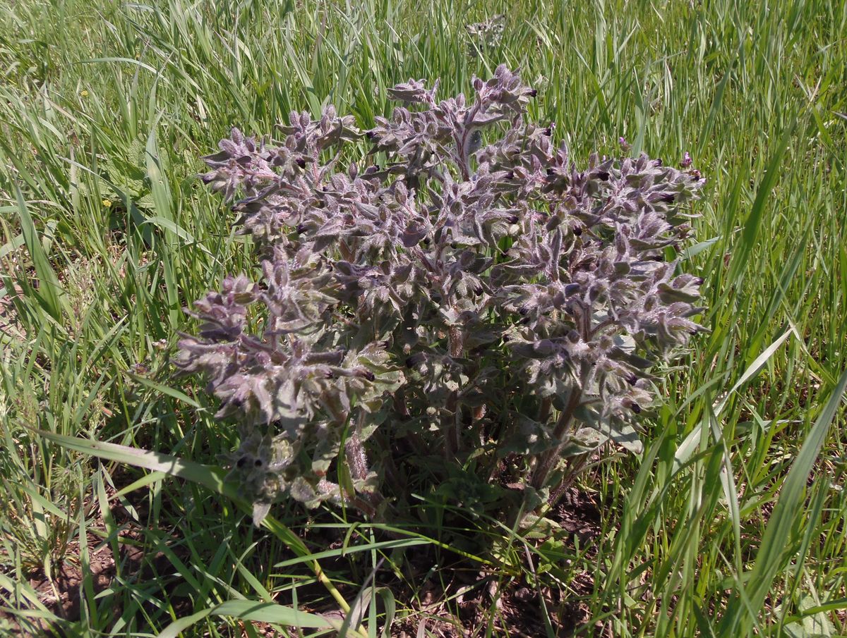 Image of Nonea rossica specimen.