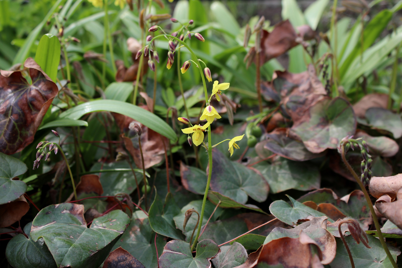 Image of Epimedium colchicum specimen.