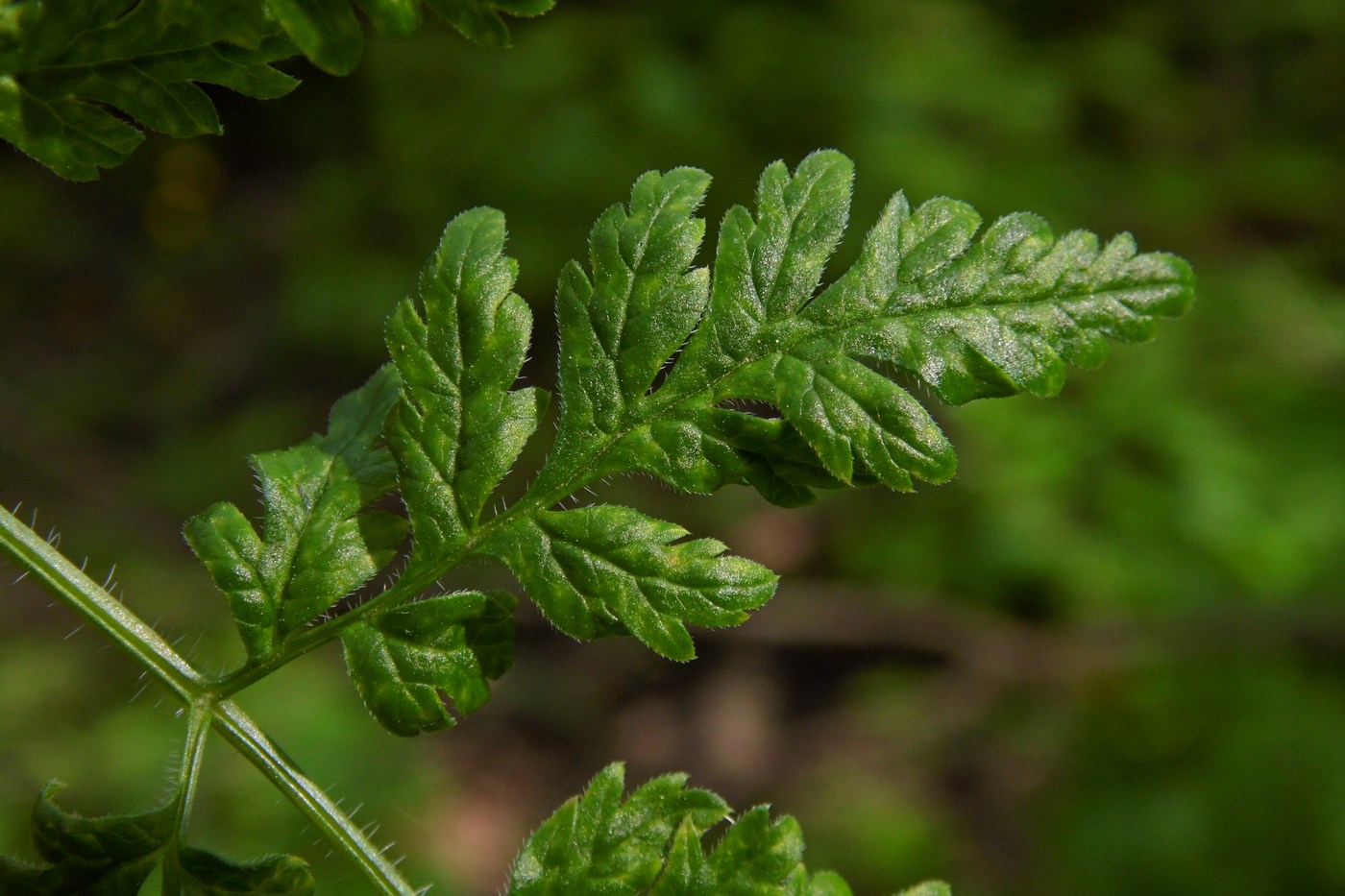 Изображение особи Anthriscus sylvestris.