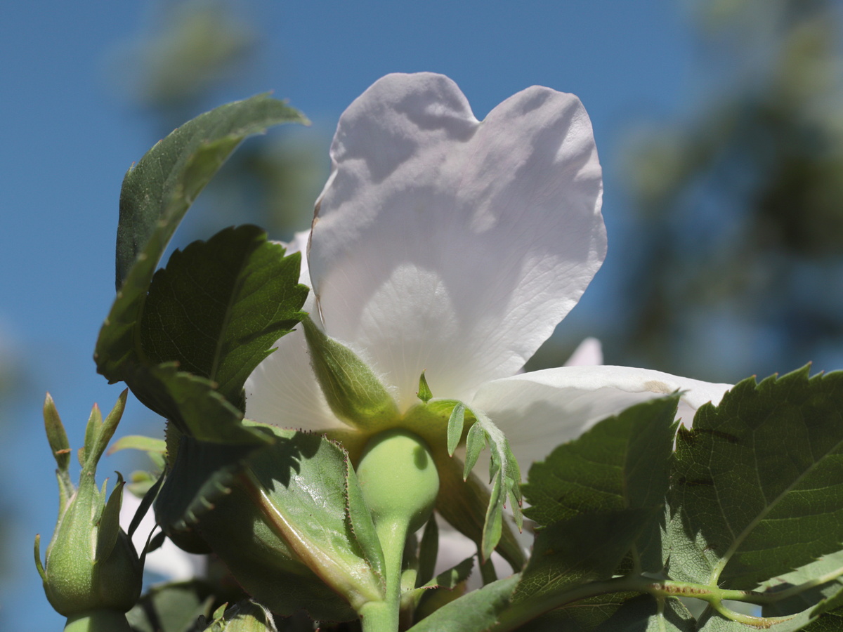 Image of Rosa marginata specimen.