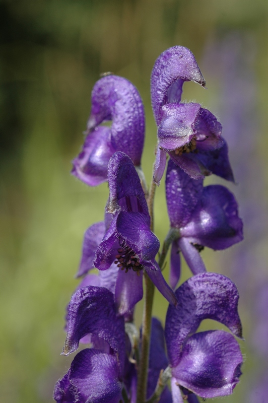 Изображение особи Aconitum napellus.