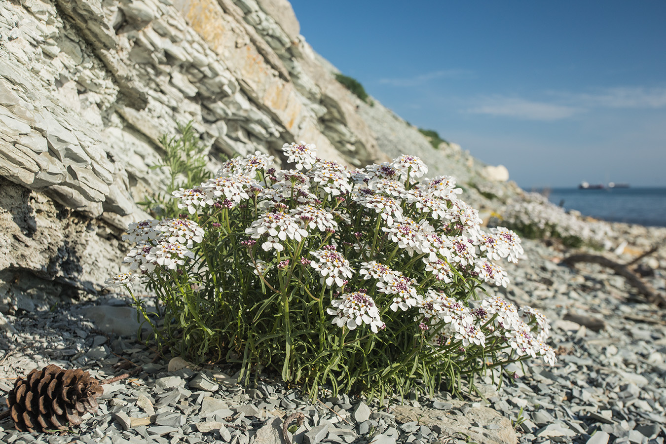 Image of Iberis simplex specimen.