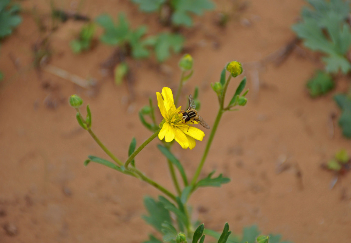 Image of Ranunculus oxyspermus specimen.