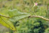 Pedicularis resupinata