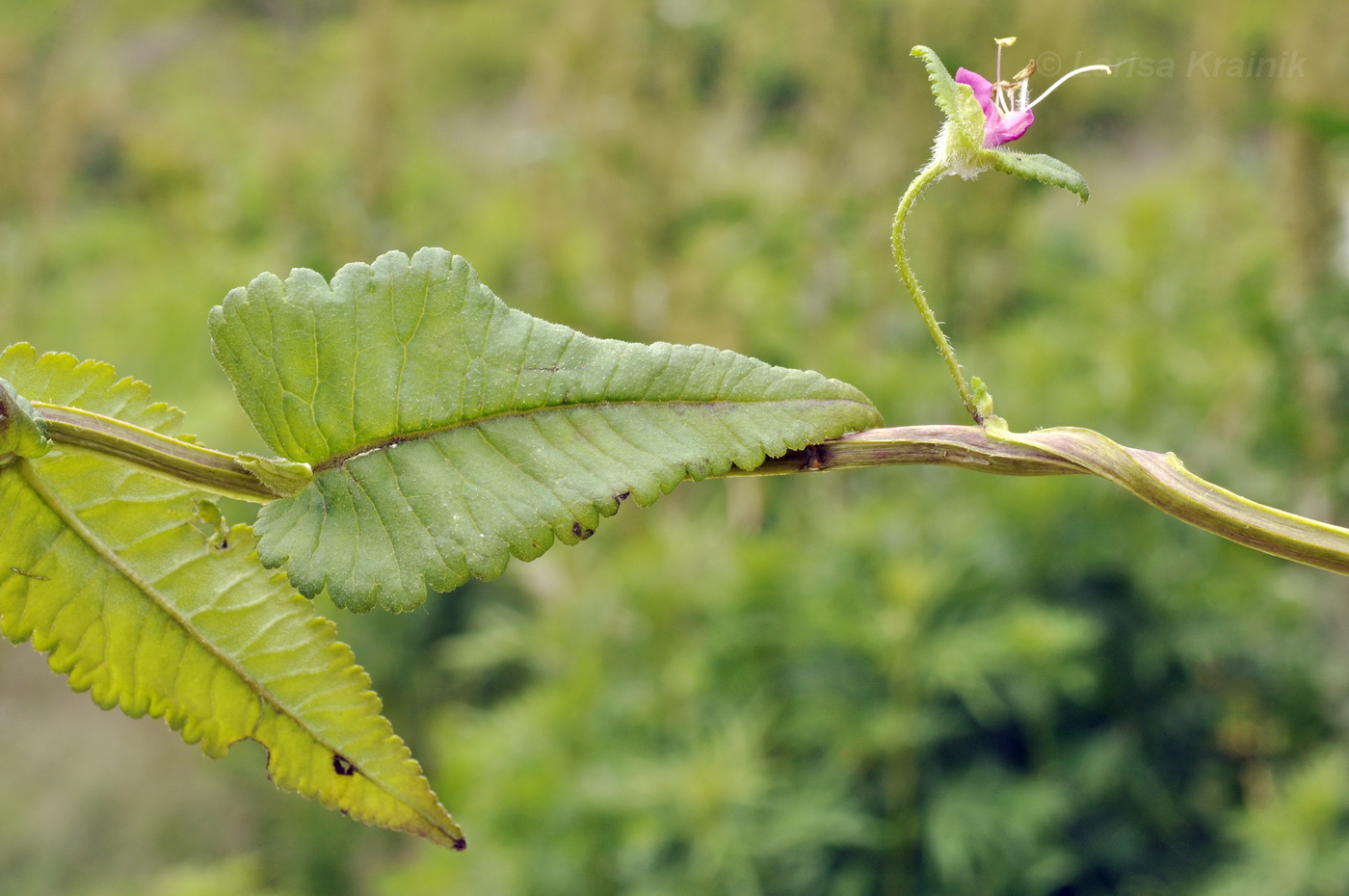 Image of Pedicularis resupinata specimen.