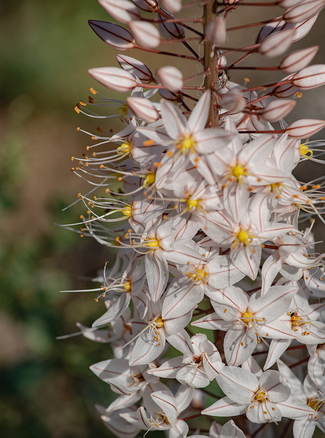 Изображение особи Eremurus olgae.