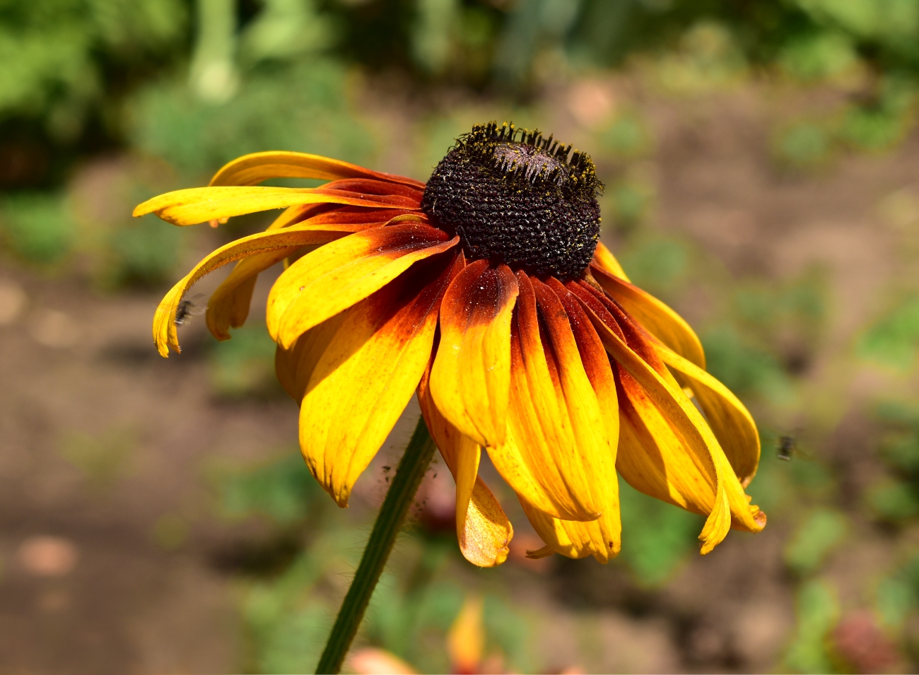 Изображение особи Rudbeckia hirta.