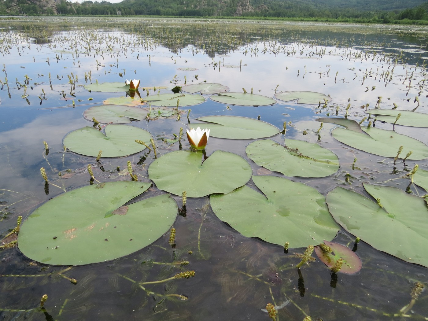 Image of Nymphaea candida specimen.