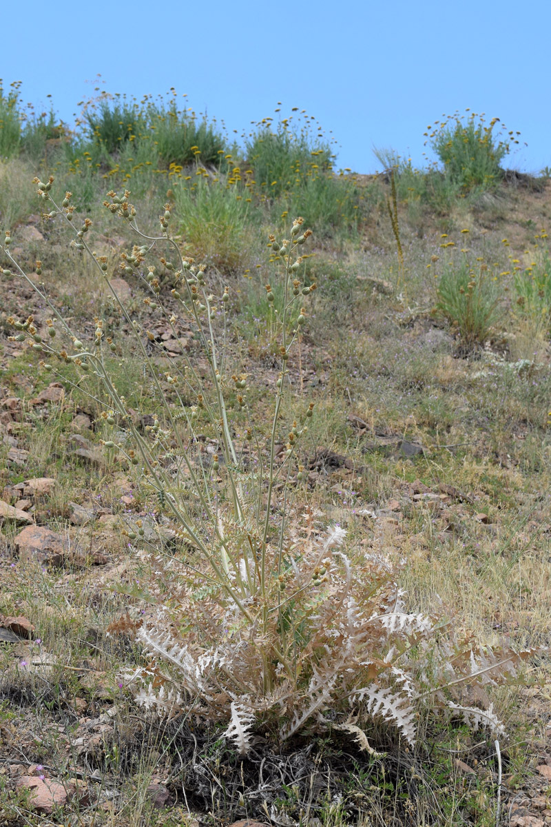 Image of Cousinia egregia specimen.