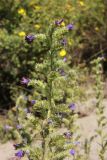 Echium vulgare. Верхушка цветущего растения. Республика Алтай, Усть-Коксинский р-н, левый песчаный берег р. Катунь ниже устья руч. Тургунда. 31.07.2020.