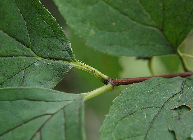 Изображение особи Philadelphus tenuifolius.