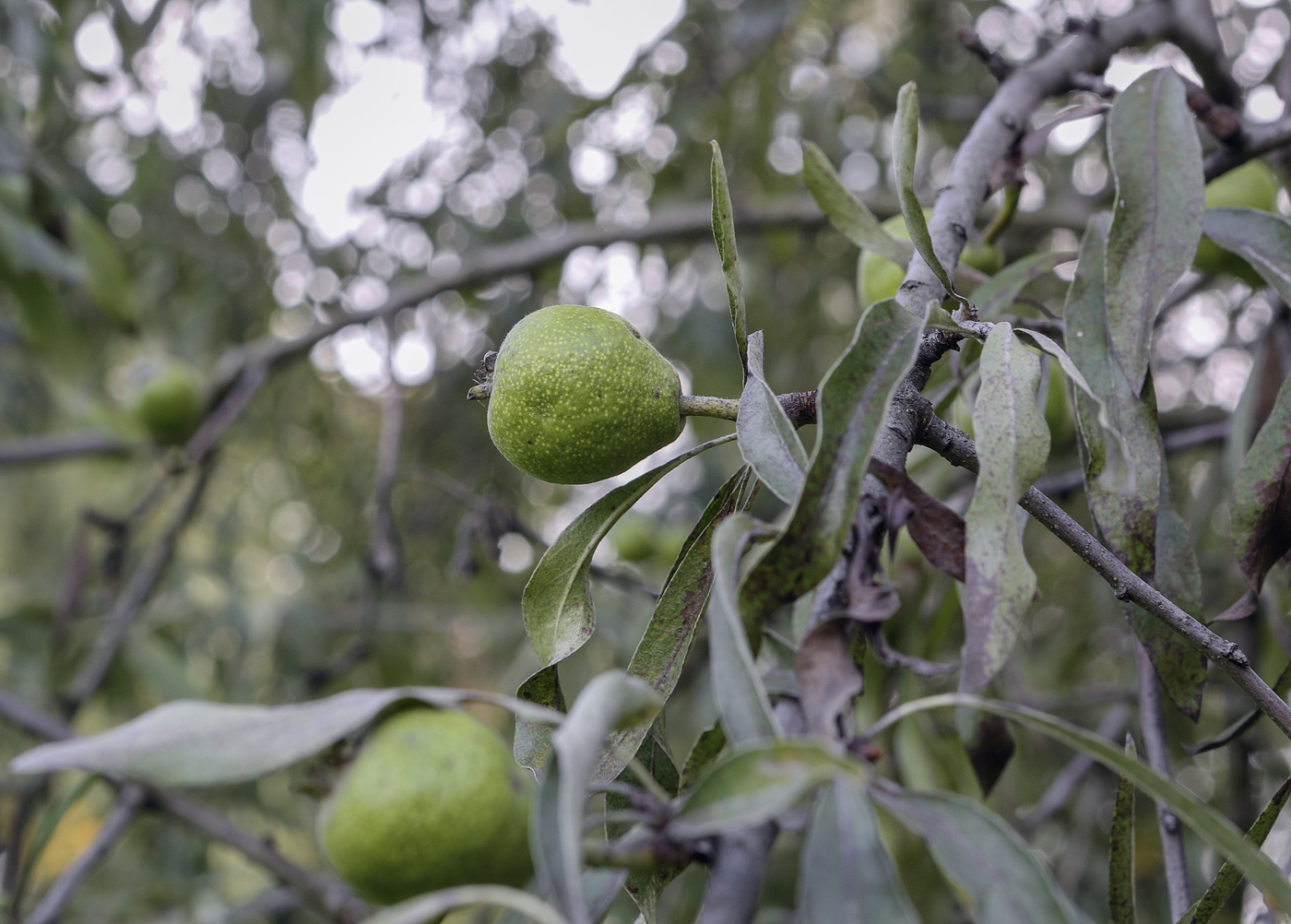 Image of Pyrus salicifolia specimen.