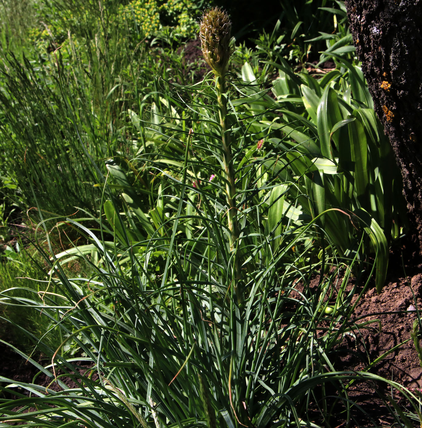 Изображение особи Asphodeline lutea.