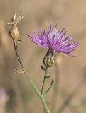 Centaurea odessana