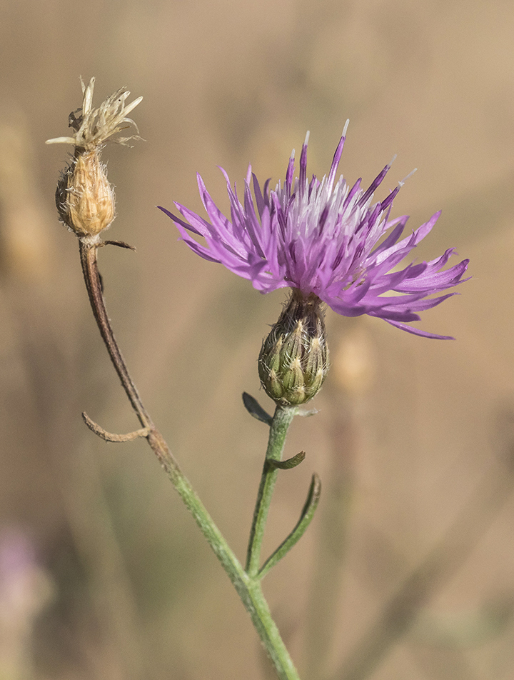 Изображение особи Centaurea odessana.