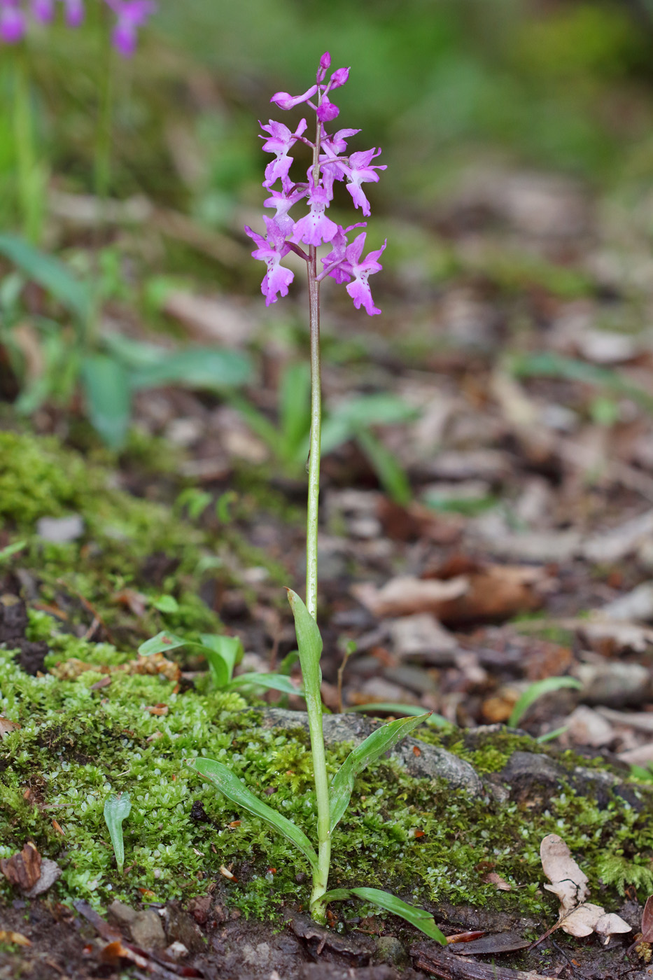 Image of Orchis mascula specimen.