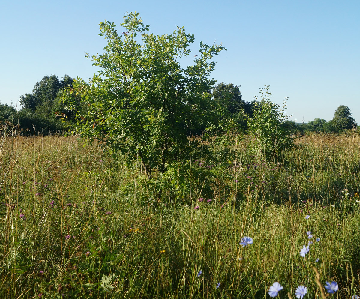 Image of Quercus robur specimen.