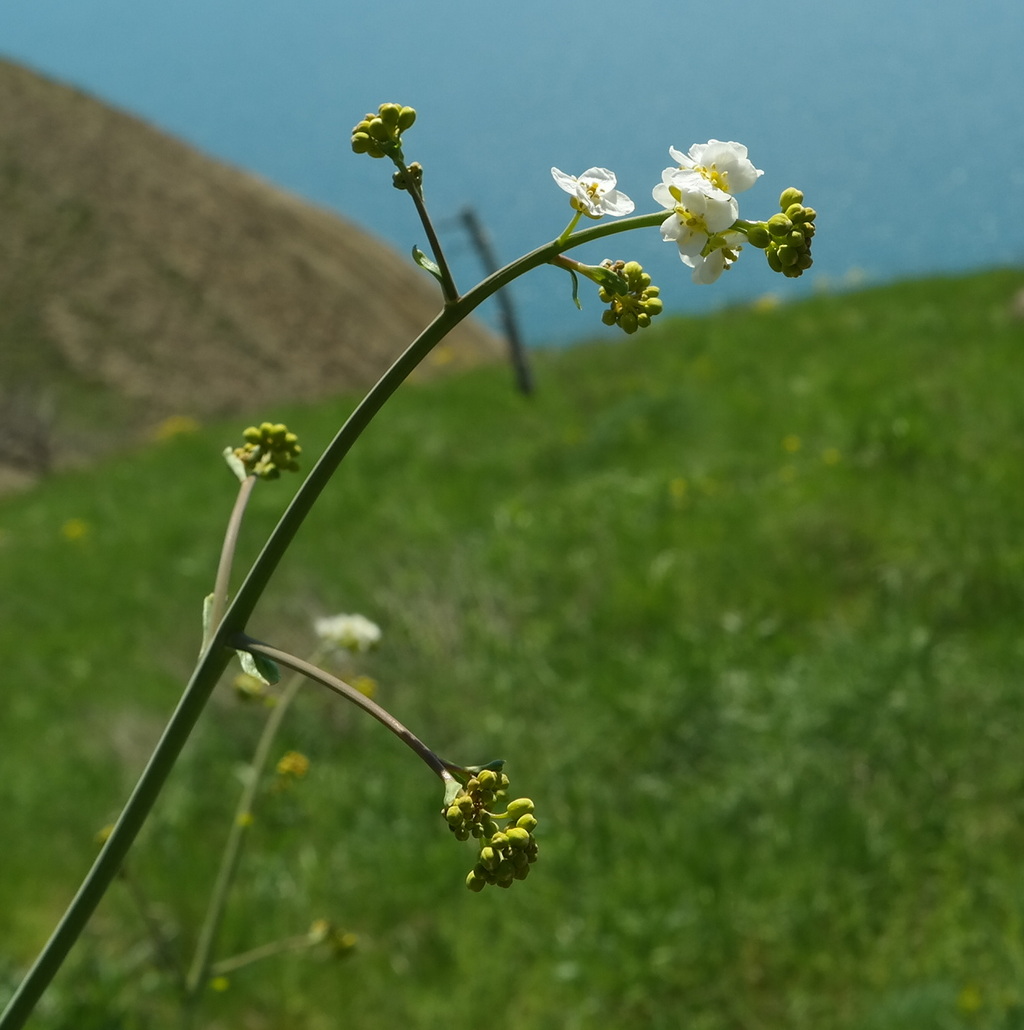 Изображение особи Crambe koktebelica.