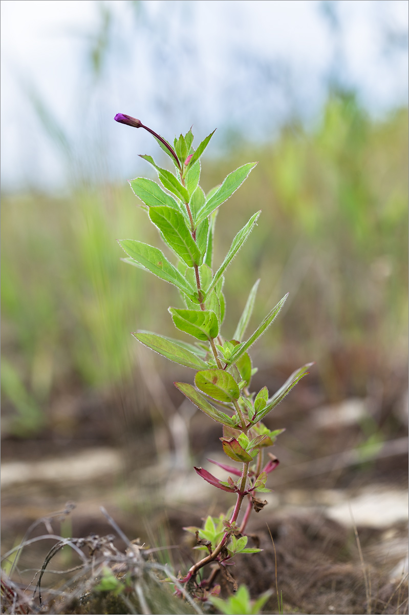 Изображение особи Epilobium hirsutum.