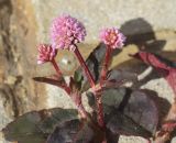 Persicaria capitata. Верхушка веточки с соцветиями. Испания, автономное сообщество Каталония, провинция Жирона, комарка Баш Эмпорда, муниципалитет Калонже, в трещине между плит тротуара. 06.12.2021.