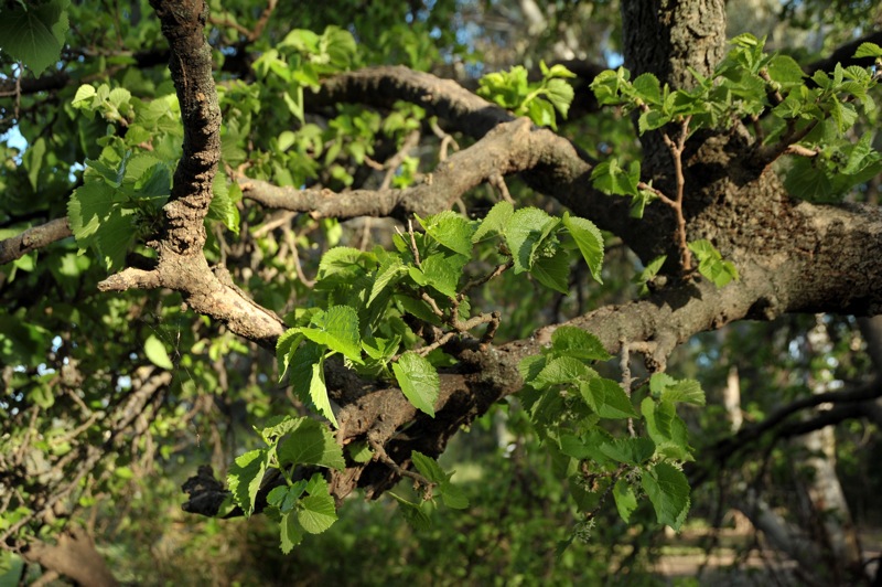 Изображение особи Morus alba.