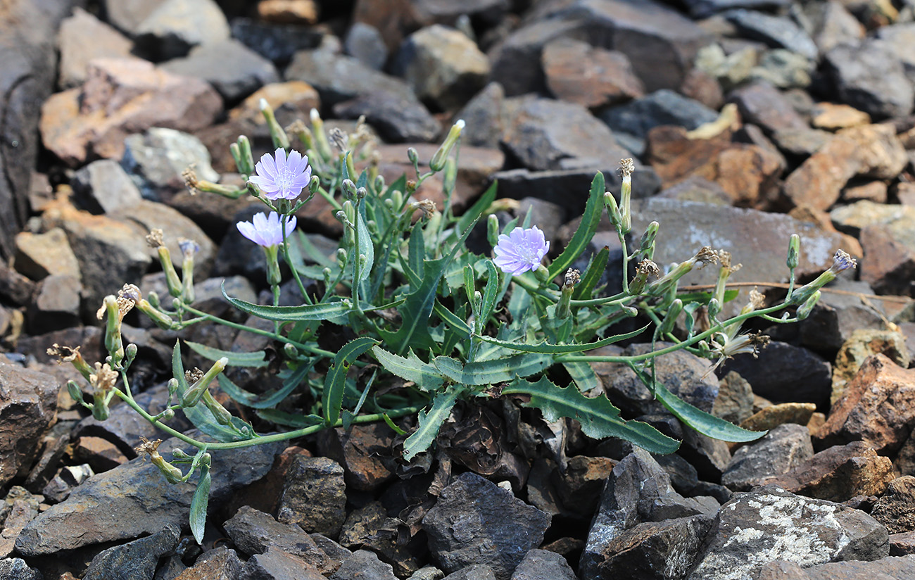 Image of Lactuca tatarica specimen.