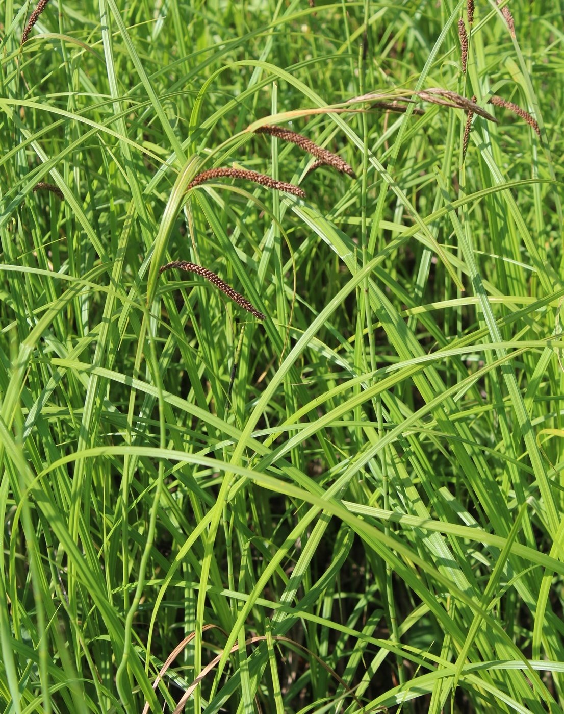 Изображение особи Carex acuta.