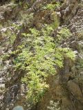 Aulacospermum popovii