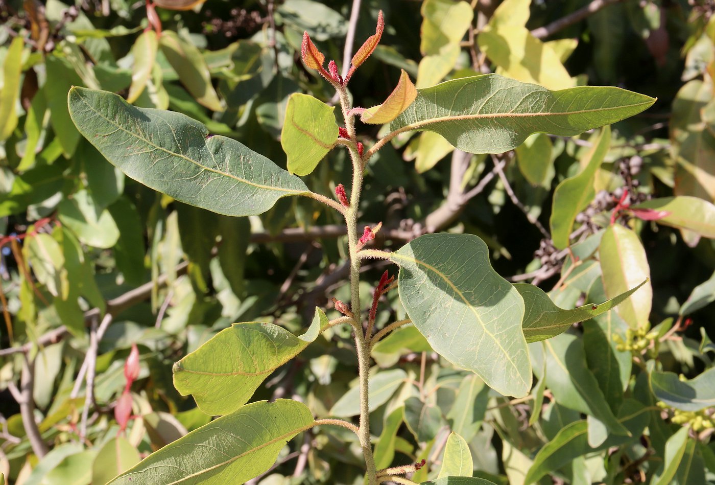 Image of Corymbia torelliana specimen.