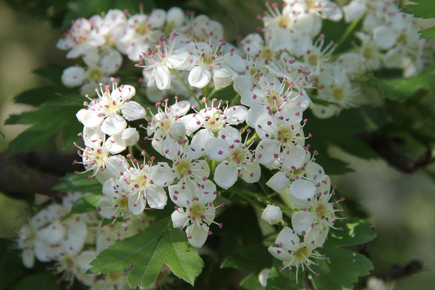 Image of Crataegus turkestanica specimen.