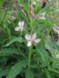 Chamaenerion angustifolium