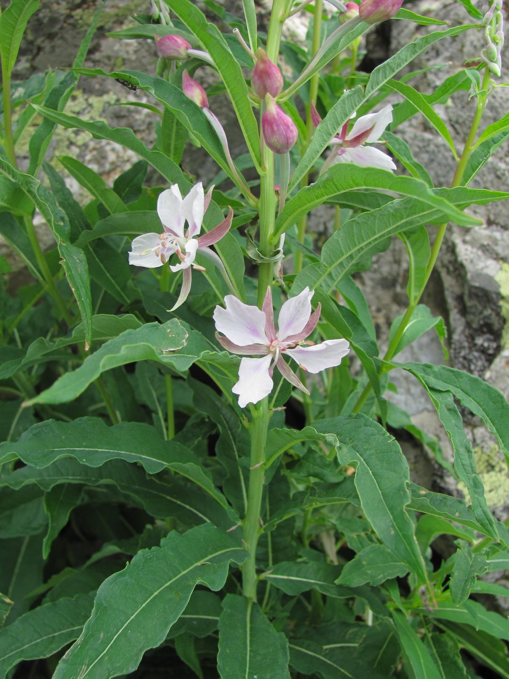 Изображение особи Chamaenerion angustifolium.