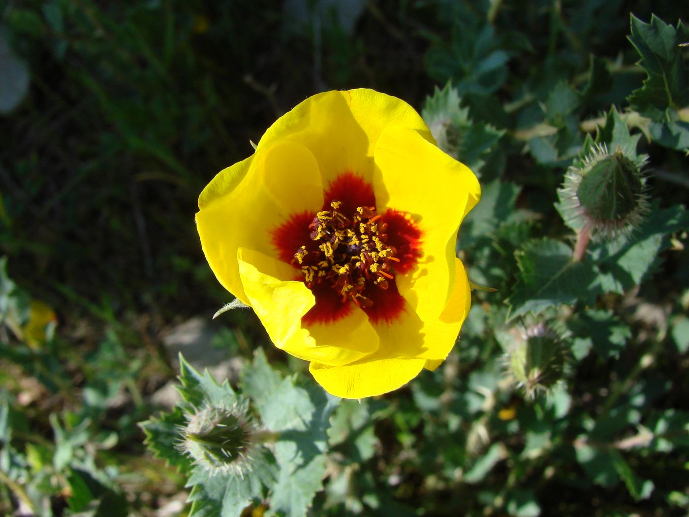 Image of Rosa persica specimen.