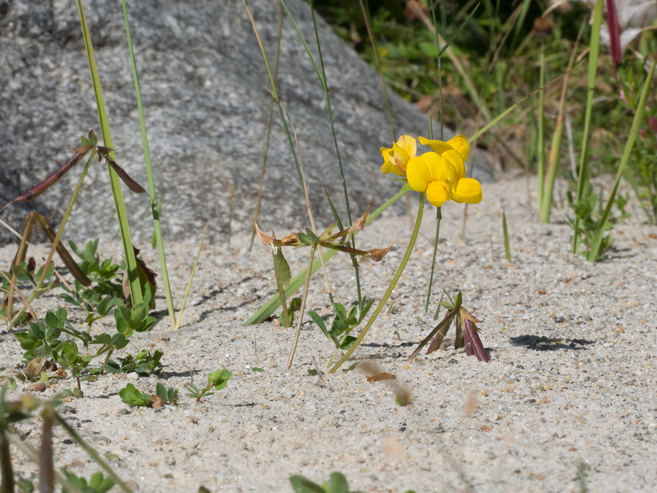 Image of Lotus caucasicus specimen.