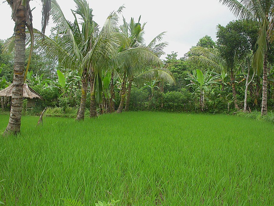 Image of Oryza sativa specimen.