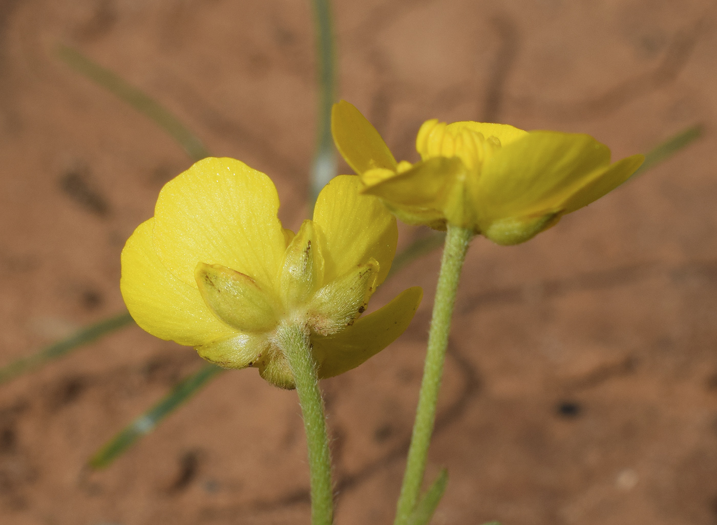 Image of genus Ranunculus specimen.