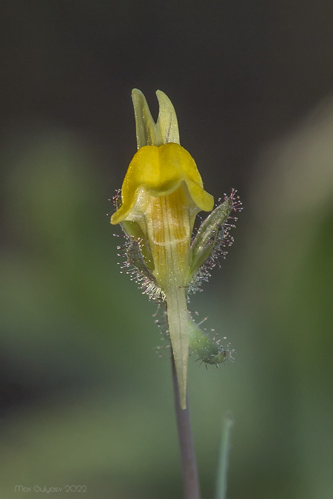 Изображение особи Linaria simplex.