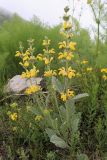 Phlomoides fulgens