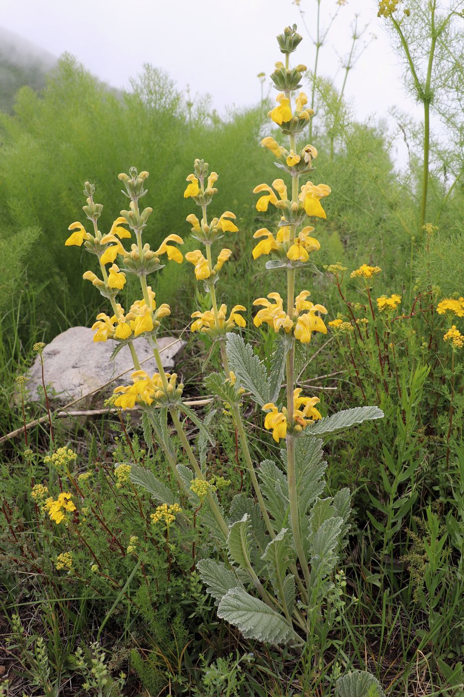 Image of Phlomoides fulgens specimen.