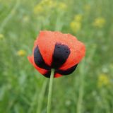 Papaver stevenianum