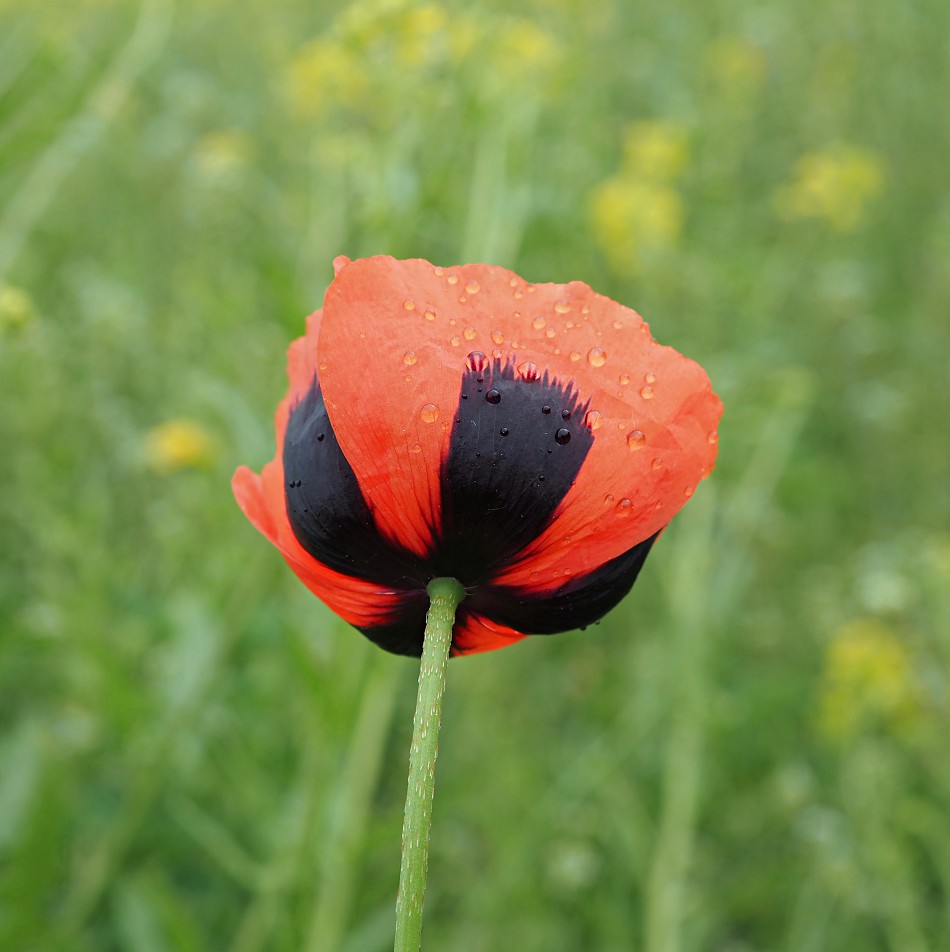 Изображение особи Papaver stevenianum.