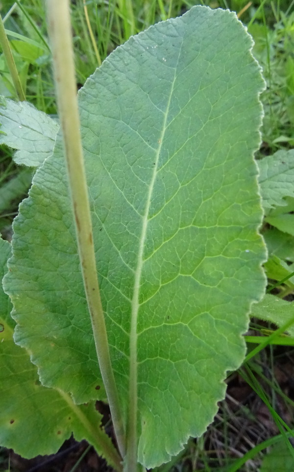 Image of Primula veris specimen.