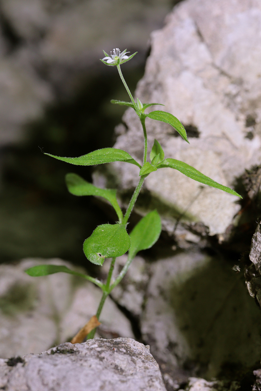 Image of Moehringia trinervia specimen.