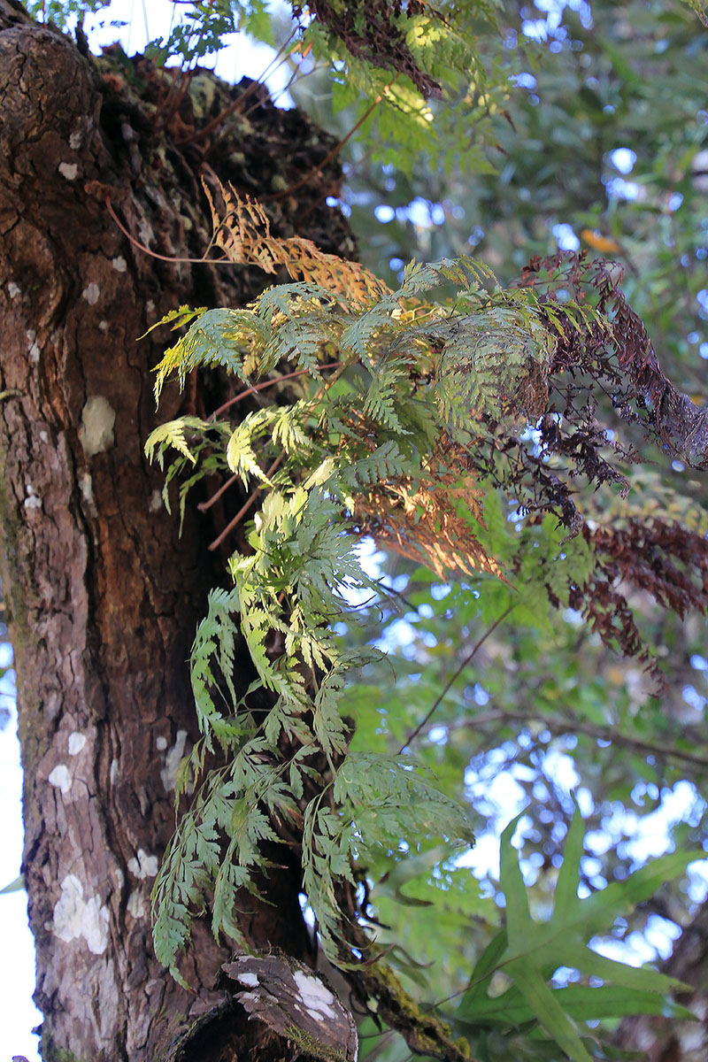 Image of genus Davallia specimen.