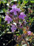 Thymus pulegioides